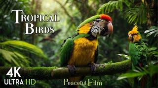 Tropical Birds - Life Of Birds In RainForest | Scenic Scenes OF Jungle | Relaxing Scenic Cinema