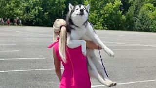 Husky Is Always the Funny One Funny Animals Videos 2024