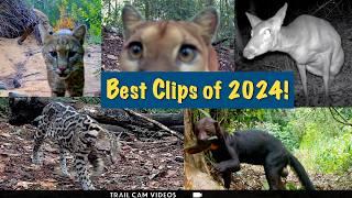 Our BEST Wildlife Trail Camera Videos of 2024!