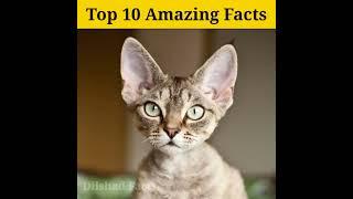 Top 10 Amazing Facts | Dilshad Fects #shorts