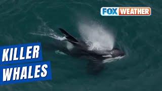 Endangered Killer Whales Spotted Off California Coast