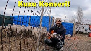 Kuzulara Gitar Çaldım!!!-/Samanlık Ağzına Kadar Ot Doldu!-#tavuk #koyun #kümesyapımı #kuzu