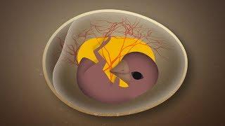 How Birds Get Oxygen Inside Their Eggs