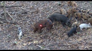 Bowhunting Wild Hogs / Delicious Sweet & Spicy Asian Pork  *Catch Clean Cook