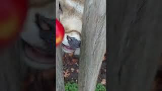 Deer love to eat apples.