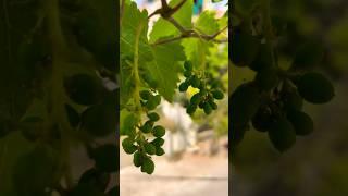 Grape fruit growth part 3 #grape #grapetree #gardening