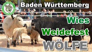 Wolfinfo Aktuell  Weideviehmarkt Wies 24