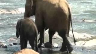 Pinnawela elephant orphanage in Sri Lanka 3.wmv