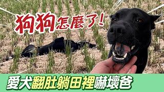 見愛犬黑狗翻肚倒田裡 爸嚇歪喊名字牠秒彈起復活@吃瓜第一排teatime