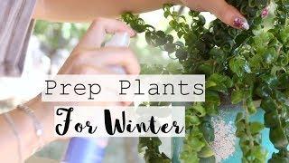 How to Prep Plants to Come Indoors for Winter! | Bring Houseplants Indoors to Overwinter