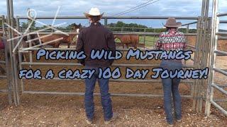 Picking Up Wild Untouched Mustangs | Behind the Scenes Extreme Mustang Makeover