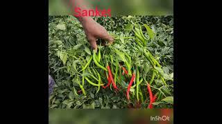 SAIVI SEEDS, SANKET