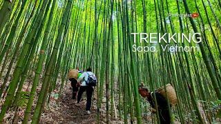 TREKKING IN RICE FIELD | SAPA, VIETNAM