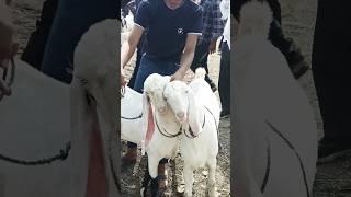 Dewas bakra mandi #shorts