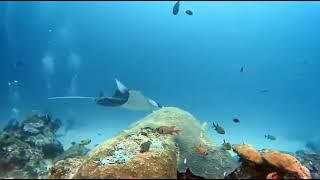 DIVE HOLIC  다이브홀릭  스쿠버 다이빙투어 팔라우다이빙투어 만타