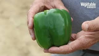 Regulator Bell Pepper from Enza Zaden - Vegetable Seed Trials 2023