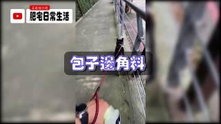 【黑柴】柴犬日常生活~邊角料~