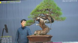 12월 22일(日) 140회차 Live 방송 【스마일분재경매(韓国の盆栽/Korean Bonsai)】