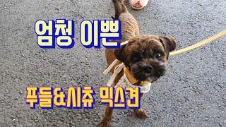 나는 푸츄에요. (MIX푸들&시츄):