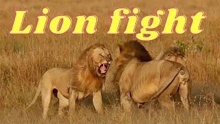 LION FIGHT ~ ft. Lolparpit & Olbarnoti