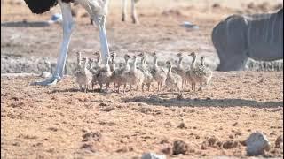 Ostrich chicks - Etosha Birding #birdwatching