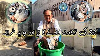 New method of releif for  tired pigeon by Ustad Irfan Baig