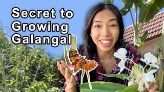 You Won't Believe What I Used to Supercharge My Galangal Ginger!