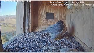 FalconCam 2022 08 26 Diamond lays first egg for 2022