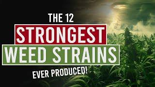 The 12 Strongest Weed Strains Ever Produced!