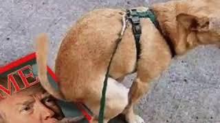 #Azod aka #shahriar_azodi ; the way my Dogg feel about #REAL#DONALD_TRUMP