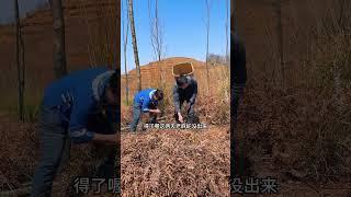 【素英姐一家】又到掐蕨苔的季節了，和王禮興掐了一大背回來  #农村生活 #农村生活记录 #农村 #农村日常 #建造