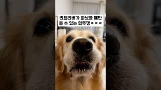 리트리버가 화났을 때만 볼 수 있는 입뚜껑 ㅋㅋㅋ