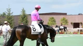 Japanese racehorse Paddock 【Sapporo Japan】