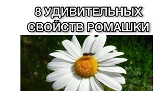 8 УДИВИТЕЛЬНЫХ СВОЙСТВ РОМАШКИ. Ромашка польза. Народная медицина. Как избавиться от бессонницы?