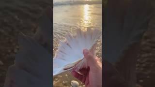 Found giant white clam sea shell on beach #clam #clamshell #seashell