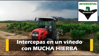 Intercepas ESBER trabajando en un viñedo con mucha hierba