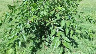 White Mulberry (Morus alba) with Black fruits fruiting in August/September in Germany