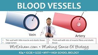 Blood vessels - GCSE Biology (9-1)