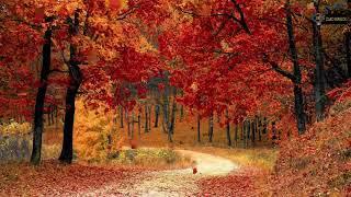 MUSIQUE RELAXANTE DOUCE - DOUCEURS D'AUTOMNE / PIANO