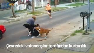 @NTV  Pitbull sürüsü saldırdı