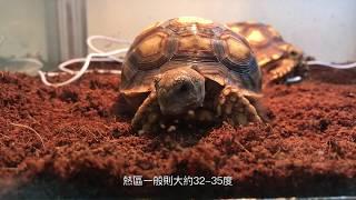 (AOG Channel) 新手必看!!! 盾臂龜飼養需要注意地方