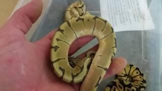 Pet Expo beautiful reptile arrivals 3/17/17