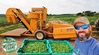 INCREDIBLE GREEN BEAN HARVESTING MACHINE:  OXBOW BH100