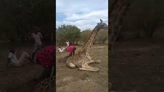 Severe drought killing even wildlife #nationalgeographic #bbcearth #realwild #africageovideo