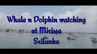 Whale and Dolphin watching at Mirissa Srilanka| Life time experience|Indian Ocean