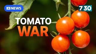 Job losses, price increases predicted as tomato virus plunges growers into quarantine | 7.30