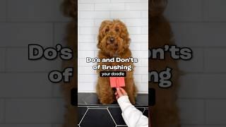 Doodle brushing 101  #athomegrooming #doodlegrooming #goldendoodle #doodlehaircut #doggrooming