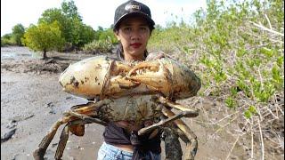 Amazing Catching Huge Mud Crabs at The Sea Swamp after Water Low Tide