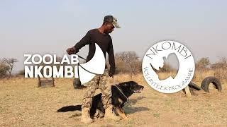 Nkombi Diaries: Training Anti Poaching Dogs