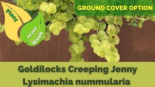 Goldilocks Creeping Jenny | Lysimachia nummularia | Ground Cover